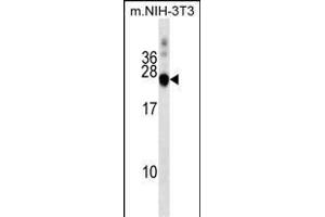 DNAJC5 Antibody (Center) (ABIN1538465 and ABIN2849241) western blot analysis in mouse NIH-3T3 cell line lysates (35 μg/lane).
