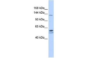 Image no. 1 for anti-Pumilio Homolog 2 (Drosophila) (PUM2) (N-Term) antibody (ABIN2779083)