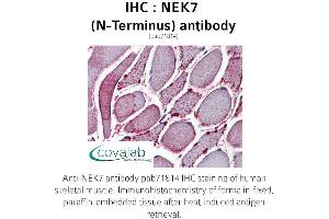Image no. 2 for anti-NEK7 (NEK7) (N-Term) antibody (ABIN1737254)