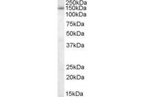 Image no. 1 for anti-Splicing Factor 3b, Subunit 3, 130kDa (SF3B3) (C-Term) antibody (ABIN184798)