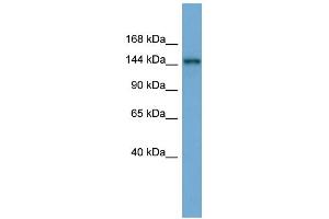 Image no. 1 for anti-Testis Expressed 14 (TEX14) (Middle Region) antibody (ABIN2785611)