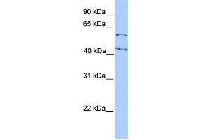 Image no. 2 for anti-E74-Like Factor 1 (Ets Domain Transcription Factor) (ELF1) (N-Term) antibody (ABIN2777205)