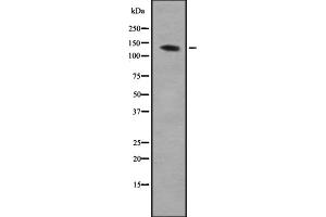 Image no. 1 for anti-AE Binding Protein 1 (AEBP1) (N-Term) antibody (ABIN6256892)