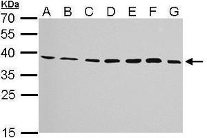 Image no. 1 for anti-Junctional Adhesion Molecule 2 (JAM2) (Center) antibody (ABIN2855842)