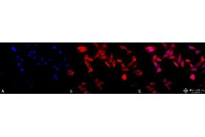 Immunocytochemistry/Immunofluorescence analysis using Rat Anti-TCP1-alpha Monoclonal Antibody, Clone 91a .