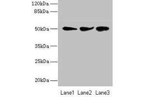 NIM1 anticorps  (AA 1-436)