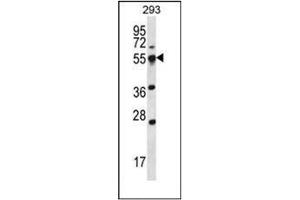Image no. 1 for anti-Small ArfGAP2 (SMAP2) (AA 110-140), (Middle Region) antibody (ABIN954843)