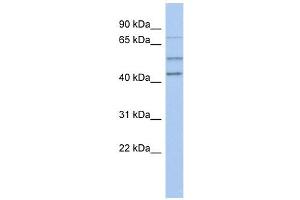 Image no. 1 for anti-Neural Precursor Cell Expressed, Developmentally Down-Regulated 1 (NEDD1) (N-Term) antibody (ABIN631703)