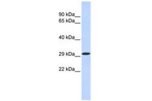 Image no. 1 for anti-Kruppel-Like Factor 14 (KLF14) (N-Term) antibody (ABIN6740466)