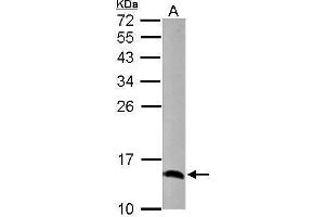 Image no. 2 for anti-Cytochrome C Oxidase Subunit Va (COX5A) (Center) antibody (ABIN2855063)