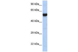 Image no. 1 for anti-Cholinergic Receptor, Nicotinic, gamma (CHRNG) (N-Term) antibody (ABIN926968)