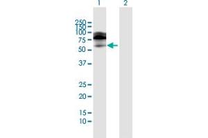 Western Blot analysis of IL18R1 expression in transfected 293T cell line by IL18R1 MaxPab polyclonal antibody.