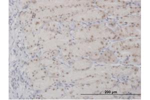 Image no. 3 for anti-Apurinic/Apyrimidinic Endonuclease 1 (APEX1) (AA 1-318) antibody (ABIN513391)