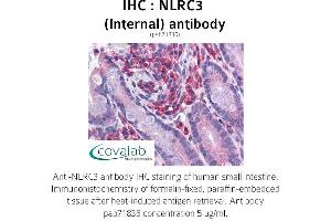 Image no. 1 for anti-NLR Family, CARD Domain Containing 3 (NLRC3) (Internal Region) antibody (ABIN1737382)