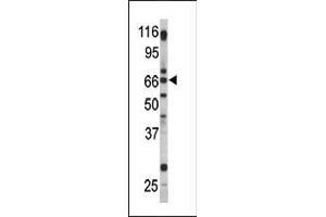 Image no. 1 for anti-G Protein-Coupled Receptor 37 (Endothelin Receptor Type B-Like) (GPR37) (AA 217-246), (C-Term) antibody (ABIN390380)