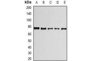 Image no. 3 for anti-PRP3 Pre-mRNA Processing Factor 3 Homolog (PRPF3) antibody (ABIN2966934)