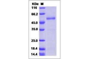 Image no. 1 for R-Spondin 2 (RSPO2) (AA 1-205) protein (Fc Tag) (ABIN2008573)