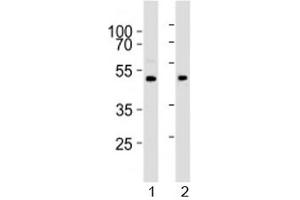 Image no. 1 for anti-Protein Arginine Methyltransferase 8 (PRMT8) (AA 344-373) antibody (ABIN3032366)