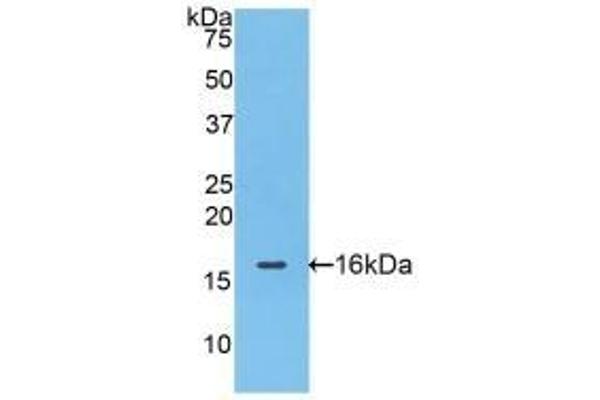 FABP4 anticorps  (AA 2-132)