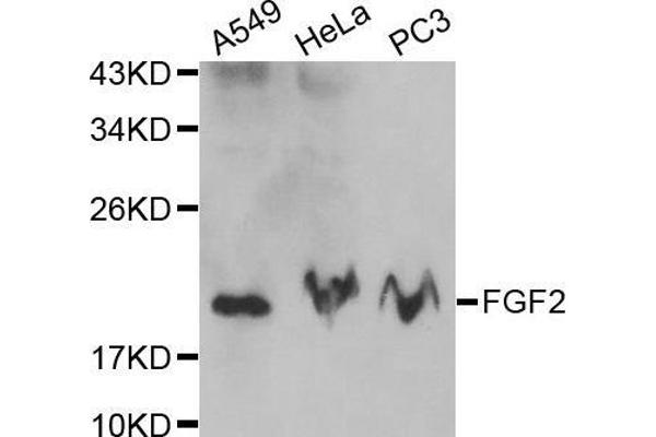 FGF2 anticorps  (AA 143-288)