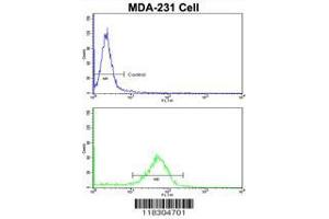 Image no. 3 for anti-KIAA0226 (KIAA0226) (AA 241-271), (N-Term) antibody (ABIN388583)