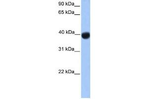 Western Blotting (WB) image for anti-Single Stranded DNA Binding Protein 4 (SSBP4) antibody (ABIN2458434)