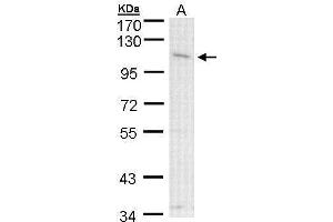 Image no. 1 for anti-Chloride Channel Accessory 1 (CLCA1) (Internal Region) antibody (ABIN2854657)