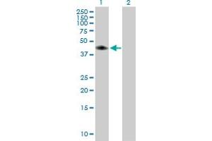 CA14 antibody  (AA 1-337)