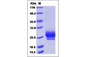 Image no. 1 for Ring Finger Protein 43 (RNF43) (AA 1-197) protein (His tag) (ABIN2006727)