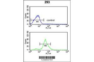 Image no. 2 for anti-Tetraspanin 12 (TSPAN12) (C-Term) antibody (ABIN2498039)