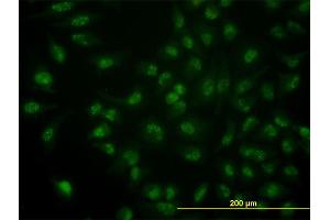 Image no. 1 for anti-CDC14 Cell Division Cycle 14 Homolog A (CDC14A) (AA 431-530) antibody (ABIN563689)