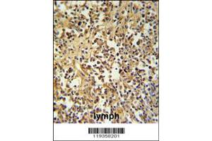 Image no. 2 for anti-Granzyme M (Lymphocyte Met-Ase 1) (GZMM) antibody (ABIN2438236)