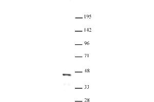 Image no. 1 for anti-Forkhead Box L2 (FOXL2) (N-Term) antibody (ABIN6971660)