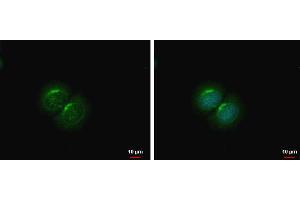 Image no. 1 for anti-Procollagen C-Endopeptidase Enhancer 2 (PCOLCE2) (Center) antibody (ABIN2855627)