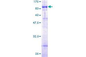 Image no. 1 for ATP-Binding Cassette, Sub-Family G (WHITE), Member 4 (ABCG4) (AA 1-646) protein (GST tag) (ABIN1305501)