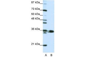 Image no. 1 for anti-Heterogeneous Nuclear Ribonucleoprotein A1 (HNRNPA1) (N-Term) antibody (ABIN629885)