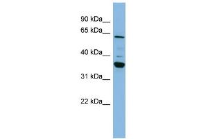 Image no. 1 for anti-Cytochrome P450, Family 3, Subfamily A, Polypeptide 7 (CYP3A7) (Middle Region) antibody (ABIN2776999)
