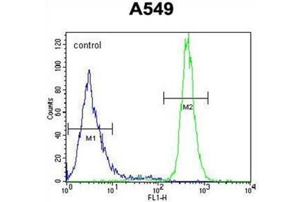 anti-WAP Four-Disulfide Core Domain 12 (WFDC12) (AA 73-102), (C-Term) antibody