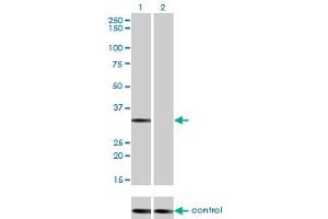 Image no. 3 for anti-serine/threonine Kinase 16 (STK16) (AA 1-305) antibody (ABIN563708)