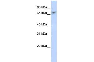 Image no. 1 for anti-Non-SMC Condensin II Complex, Subunit H2 (NCAPH2) (N-Term) antibody (ABIN2786231)