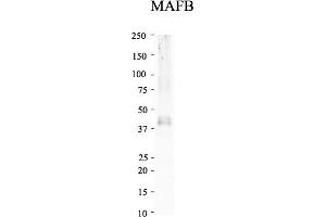 Image no. 4 for anti-Transcription Factor MafB (MAFB) (N-Term) antibody (ABIN2778070)