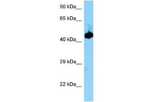 Image no. 1 for anti-Ena-Vasodilator Stimulated Phosphoprotein (EVL) (Middle Region) antibody (ABIN2779103)