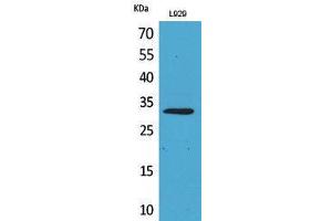Image no. 1 for anti-Kruppel-Like Factor 13 (KLF13) antibody (ABIN3187843)