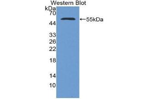 Image no. 1 for anti-Nucleoporin 153kDa (NUP153) (AA 1238-1468) antibody (ABIN1980479)