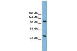 Image no. 1 for anti-Smg-8 Homolog, Nonsense Mediated mRNA Decay Factor (SMG8) (AA 575-624) antibody (ABIN6744122)