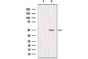 Image no. 1 for anti-Nuclear Receptor Subfamily 1, Group I, Member 2 (NR1I2) antibody (ABIN6263716)