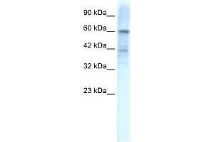 Image no. 1 for anti-Potassium Voltage-Gated Channel, Shal-Related Subfamily, Member 3 (KCND3) (Middle Region) antibody (ABIN630099)