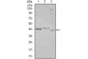 Image no. 6 for anti-CCAAT/enhancer Binding Protein (C/EBP), alpha (CEBPA) antibody (ABIN1106663)