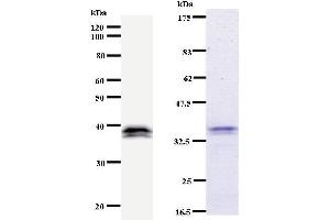 Image no. 3 for anti-Interferon Regulatory Factor 3 (IRF3) antibody (ABIN930915)