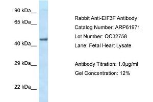 Image no. 1 for anti-Eukaryotic Translation Initiation Factor 3 Subunit F (EIF3F) (C-Term) antibody (ABIN2788968)